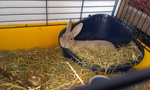 What's up doc