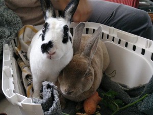 Merel en Mees